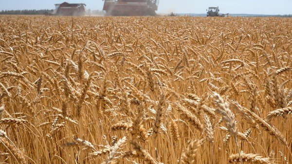 Se aceleran las compras internas de próxima campaña de trigo