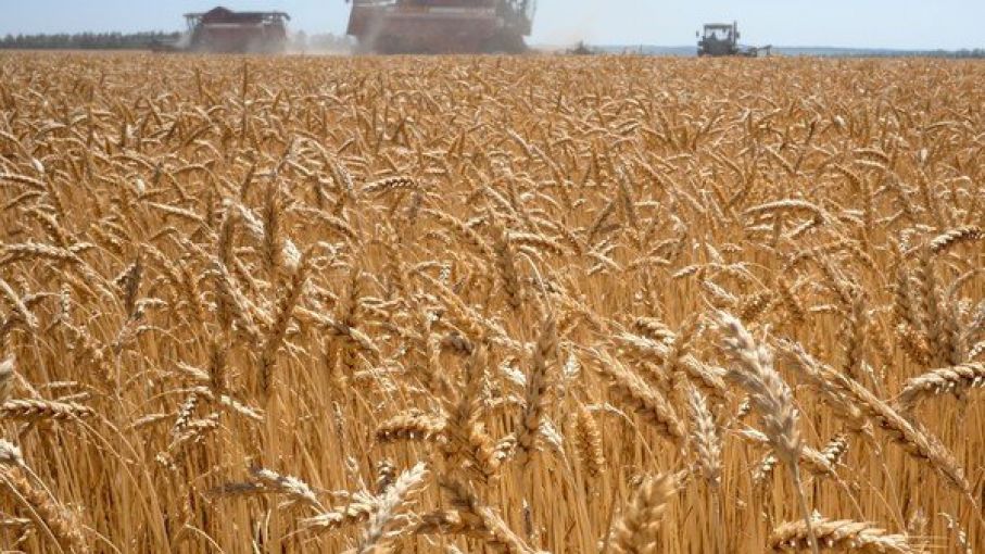Lento avance de la cosecha de trigo en Santa Fe por efecto de las lluvias