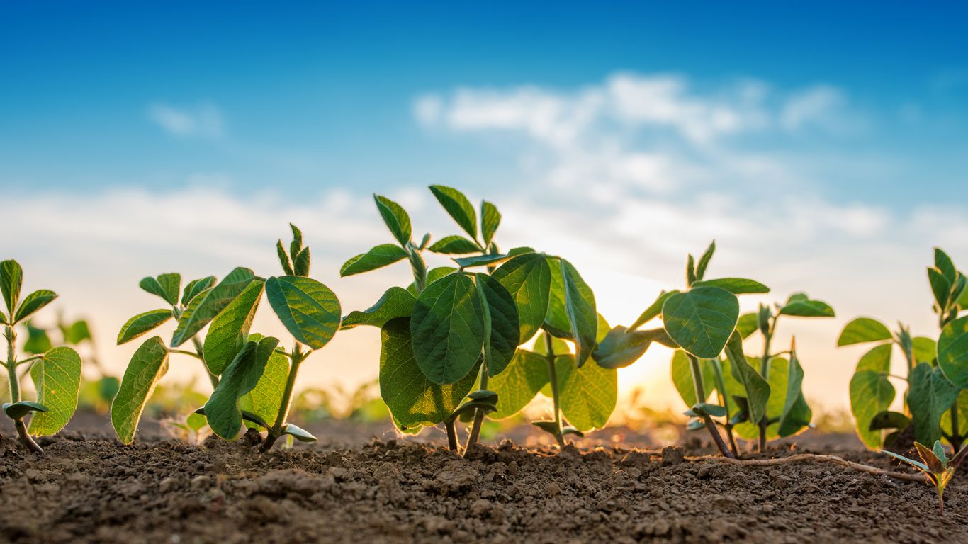 Sudamérica acaparará 55% de producción global de soja en la campaña agrícola 2021/22
