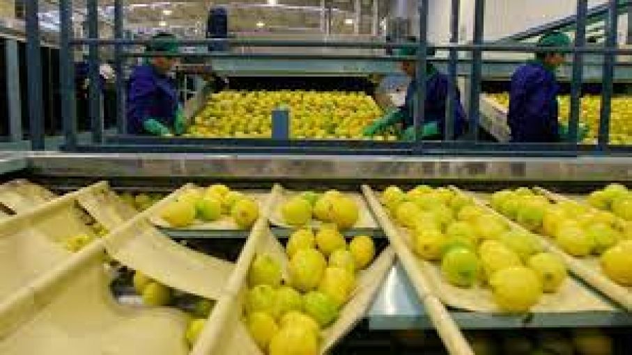 Nuevos valores de referencia para la exportación de aceite esencial de limón