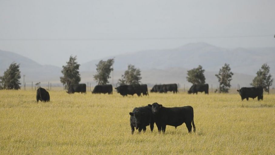 Instituto de Promoción de Carne Vacuna apoya postura sobre producción agroindustrial sostenible