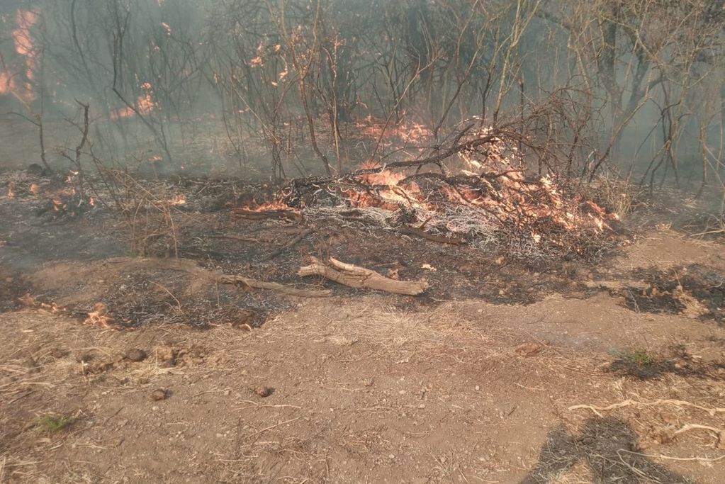 Advierten que "hay menos focos de incendios" en Santiago pero que el clima seco es muy peligroso