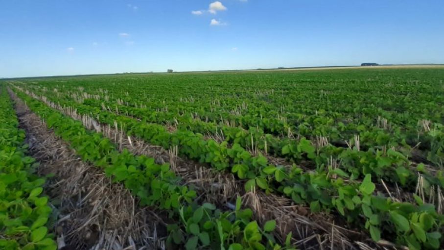 La industria de la soja frente a un estancamiento peligroso para la sostenibilidad