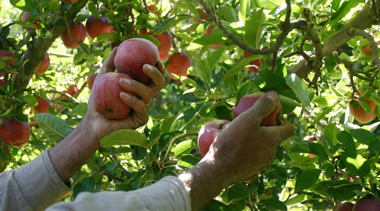 Economías regionales: la tracción productiva que impulsa las exportaciones