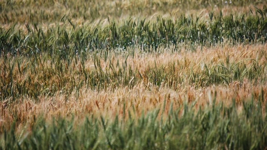 El Consejo Agroindustrial resaltó que el sector es "parte de la solución" al cambio climático