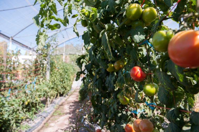 Biocontrol en tomate: evalúan una chinche predadora para el control de plagas