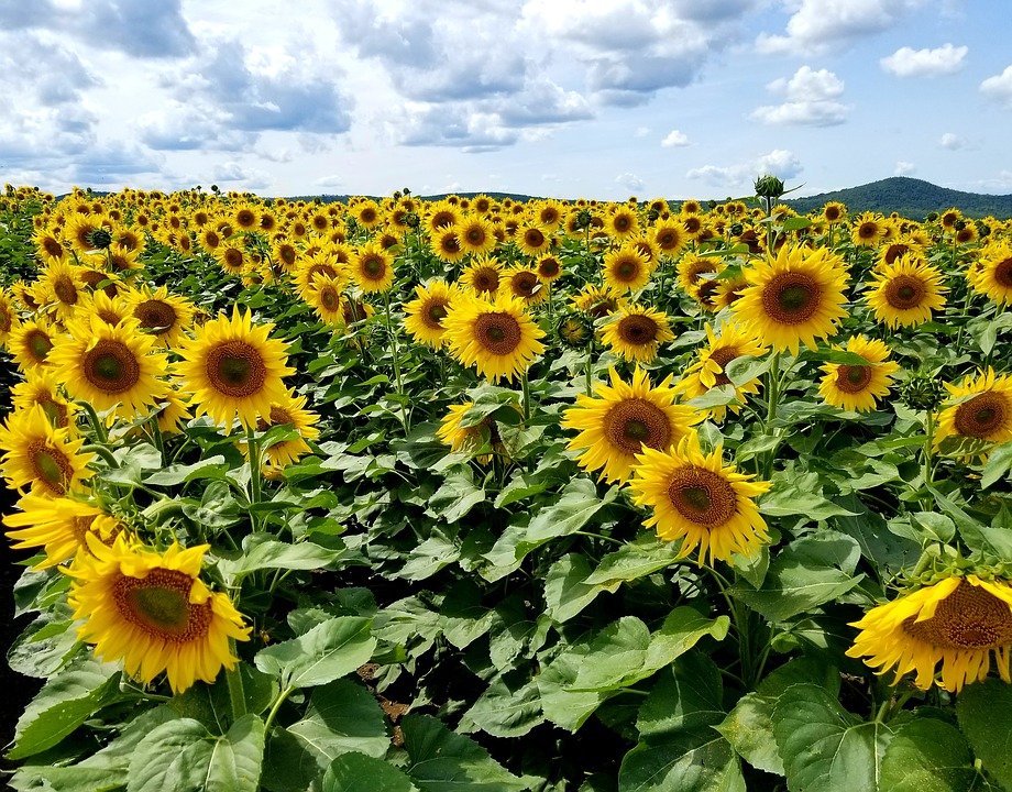 ¿Por qué no girasol de segunda?