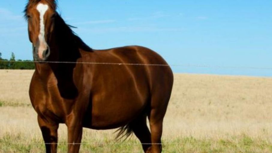 Virus neurológico equino: qué es y cómo lo aislaron