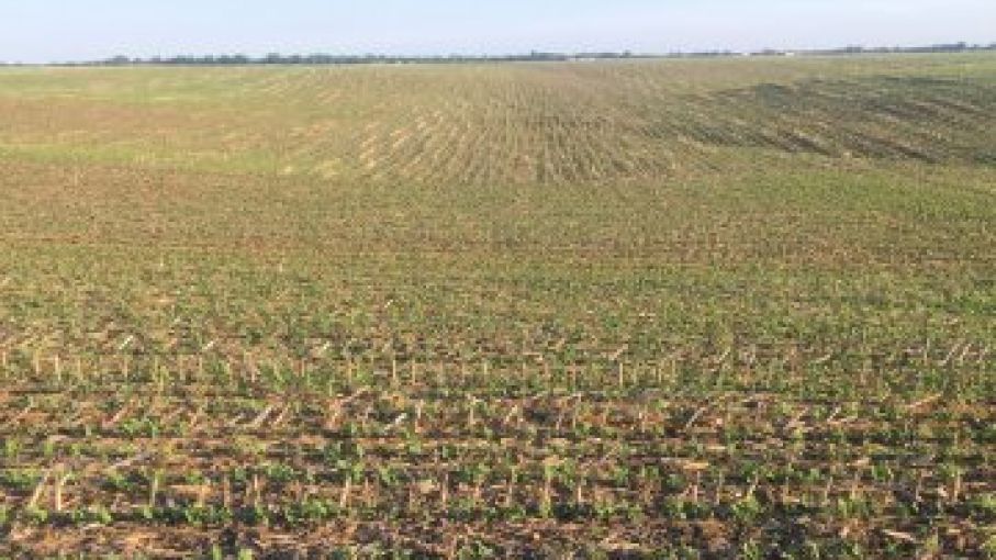 Productores de EEUU sembrarán menos maíz y mas trigo y soja para la temporada 2022/23 