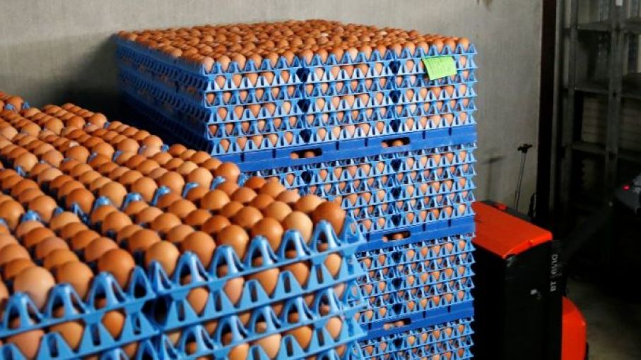 Promueven una ley de etiquetado sobre el origen de los huevos