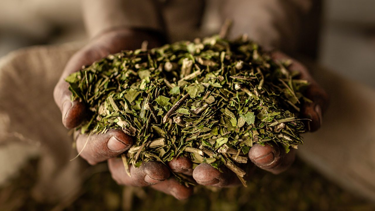 La ciencia descifra el ADN de la yerba mate: un avance clave para el agro y la cultura argentina