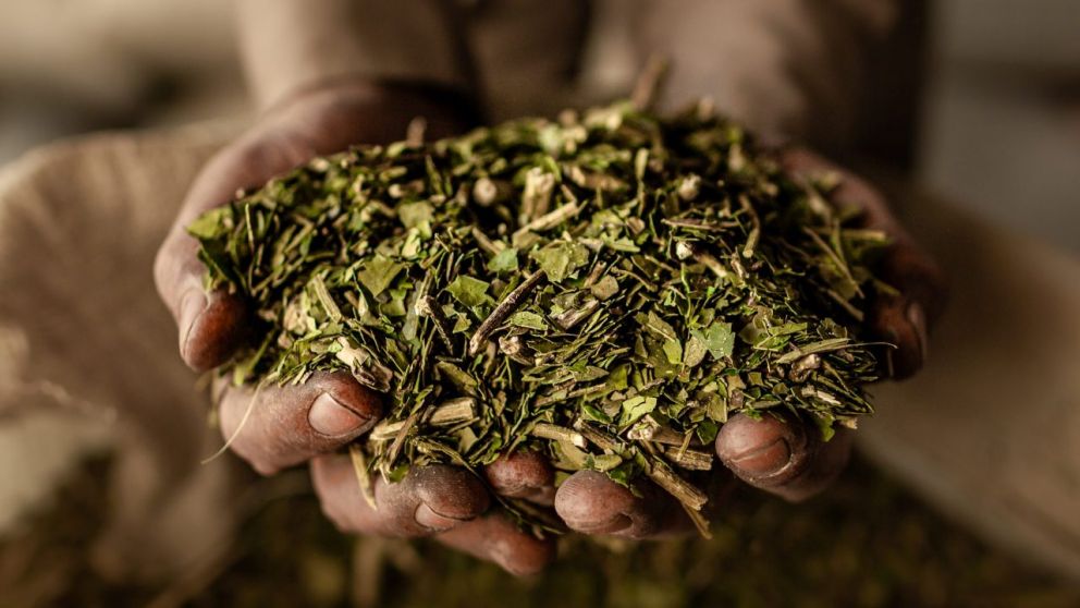 La ciencia descifra el ADN de la yerba mate: un avance clave para el agro y la cultura argentina
