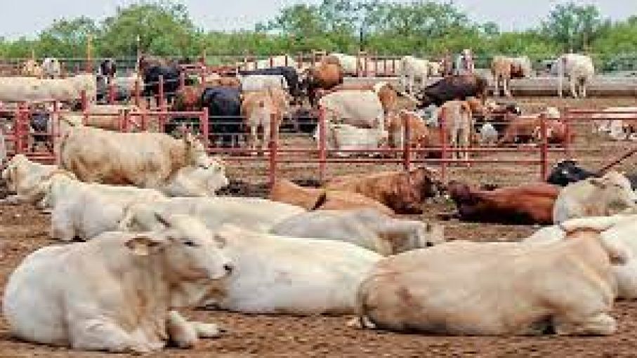Animales más eficientes podrían ser la clave para reducir la emisión de metano al medio ambiente