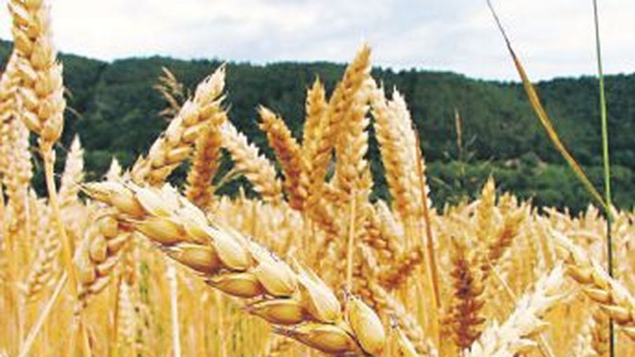 El trigo de la UE sube a máximos de 13 años y medio, los precios en EE. UU. Bajan