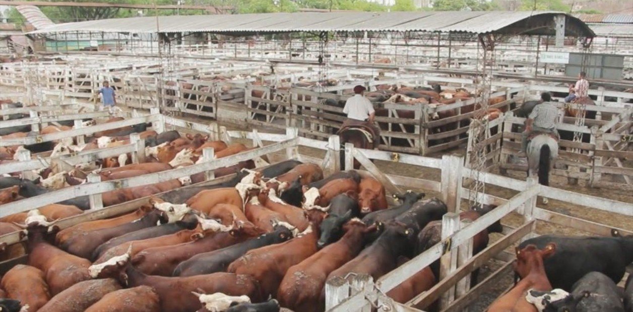 Con valores de la hacienda estancados, qué va a pasar con el precio de la carne en el arranque del 2023