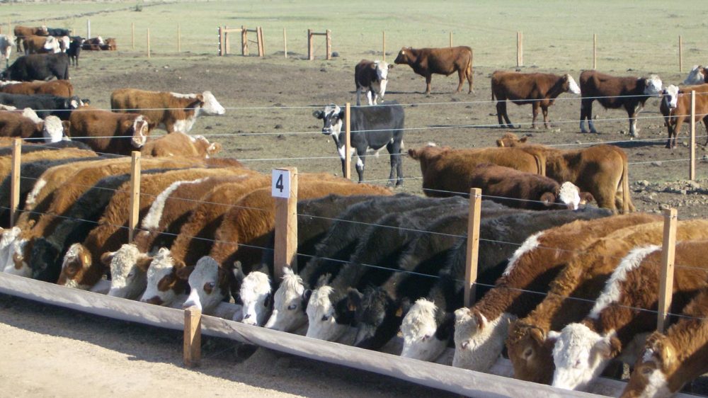 Ganadería en pausa: pese al buen clima y precios altos, la retención aún no arranca