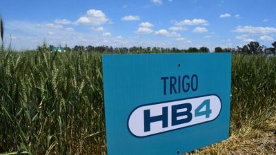 Australia aprobó el trigo transgénico tolerante a la sequía desarrollado en Argentina