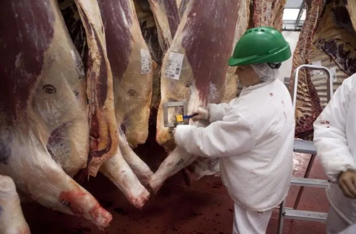 Faena bovina en pausa: agosto marcó una caída del 7% y crece la incertidumbre sobre el corto plazo