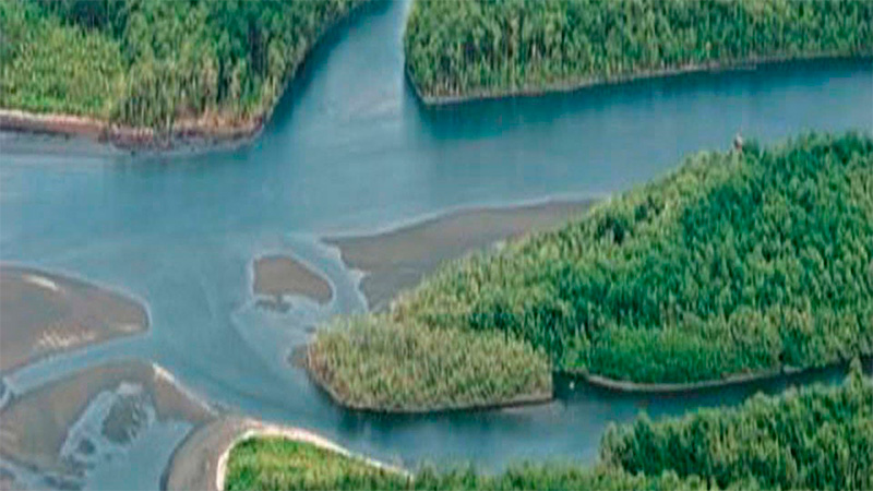 Allanaron plantaciones ilegales de maíz 