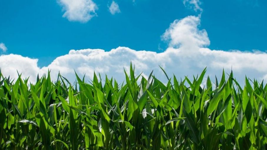 El maíz tardío se planta con una suba de 12% de área