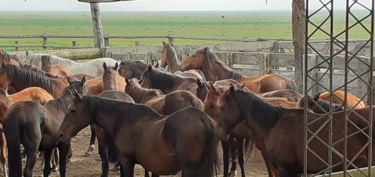 Confirman tres brotes en La Rioja de encefalomielitis equinas y suman 1193 casos en todo el país