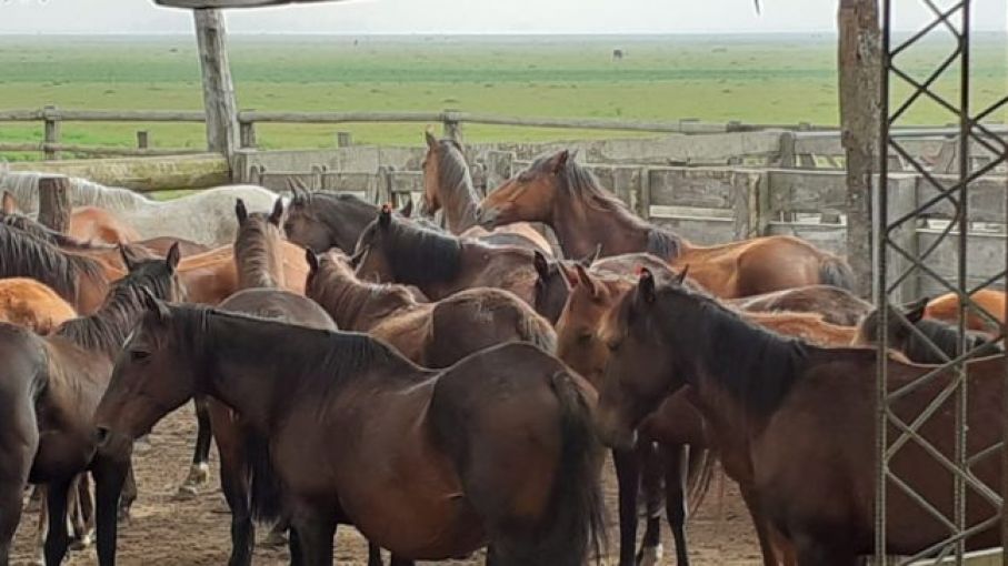 Buscan fortalecer la trazabilidad de la carne equina con el sector exportador