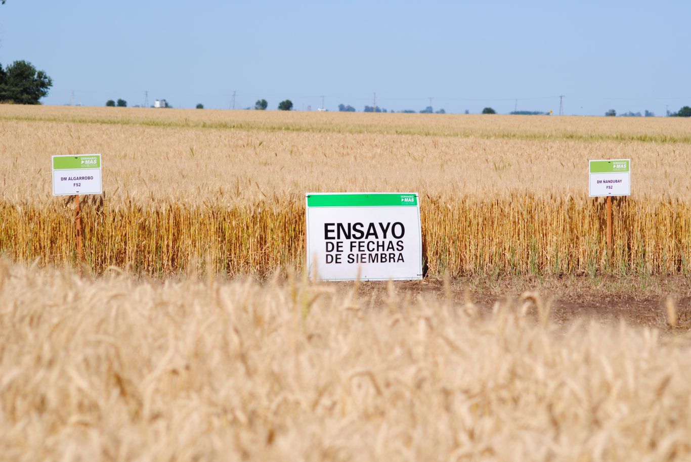 DMMAS de Trigo: un espacio en donde producto y manejo van de la mano