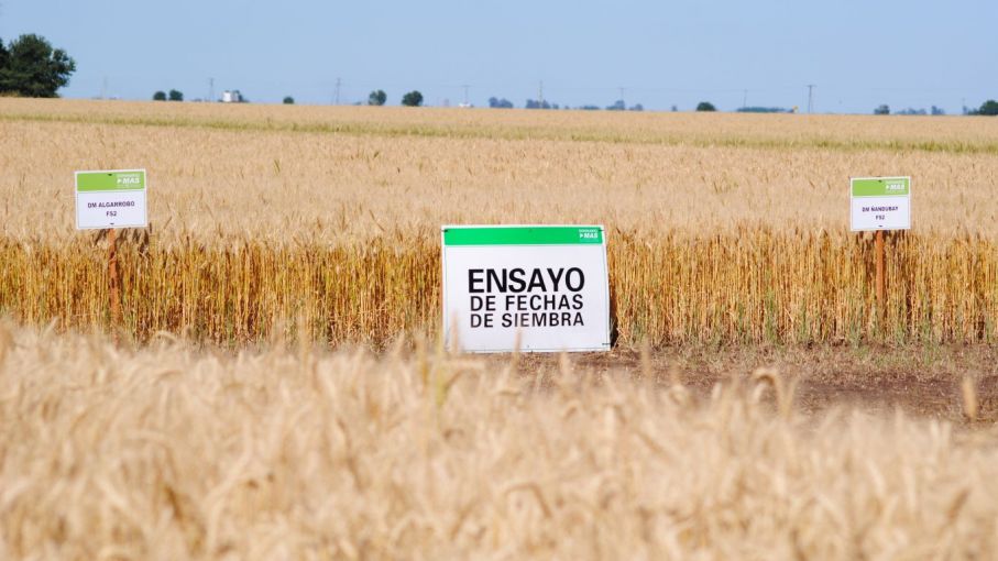 DMMAS de Trigo: un espacio en donde producto y manejo van de la mano
