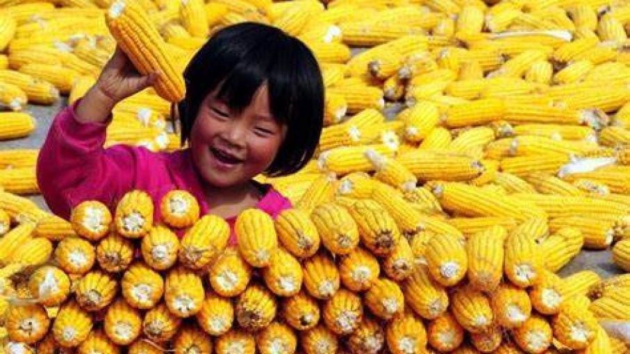 China evalúa desregular controles sobre maíz modificado genéticamente