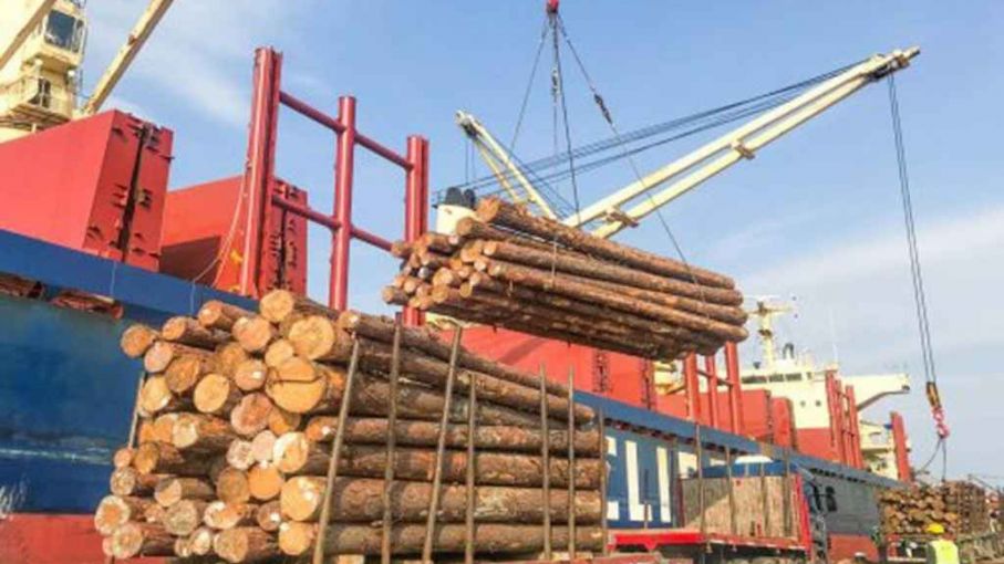 Cargan 17.000 toneladas de madera de pino con destino a India