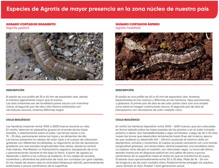 Tiempo de orugas cortadoras en maz, a no descuidarse