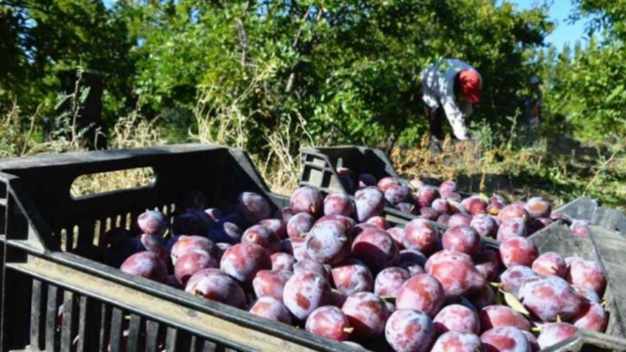 Mendoza tiene el 95% de la producción de ciruela industria del país