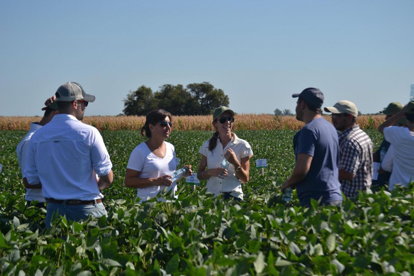 Fertilizaciones foliares: Eficiencia en el uso de nutrientes y gran retorno de la inversión