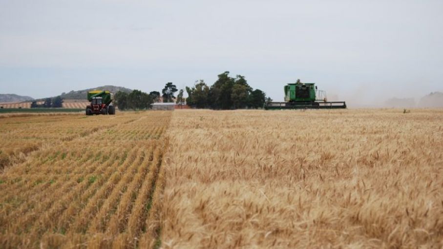 Presentan un visualizador económico para producciones agropecuarias