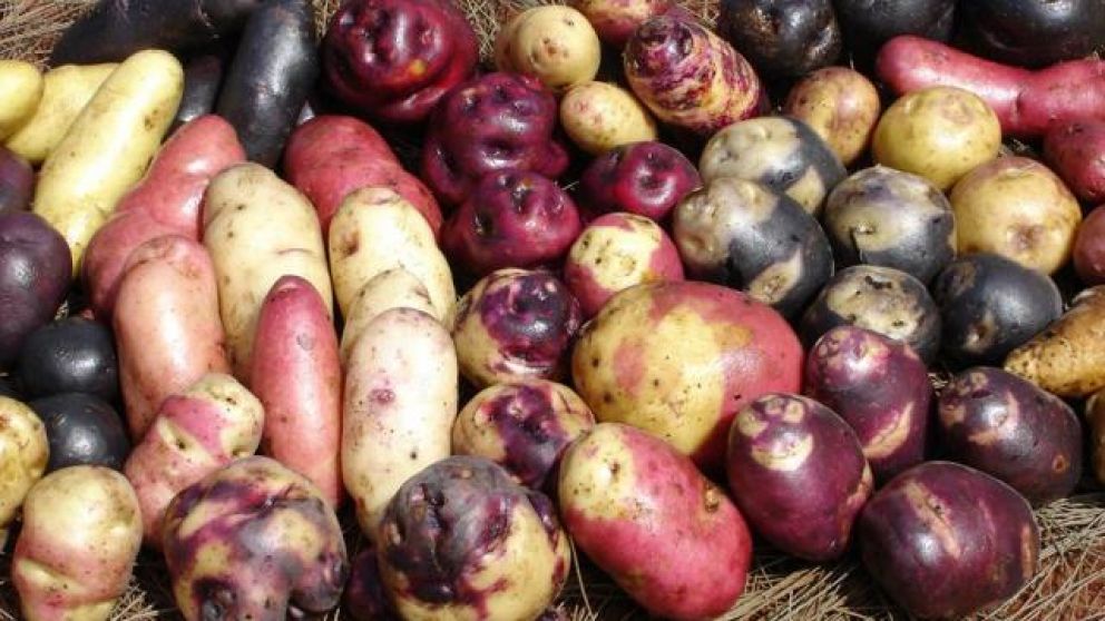 Jujuy recibir incentivo a cultivos andinos y la produccin de camlidos