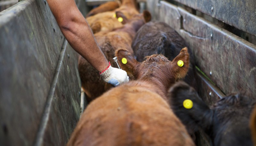 Argentina refuerza sus controles ante el foco de fiebre aftosa en Alemania