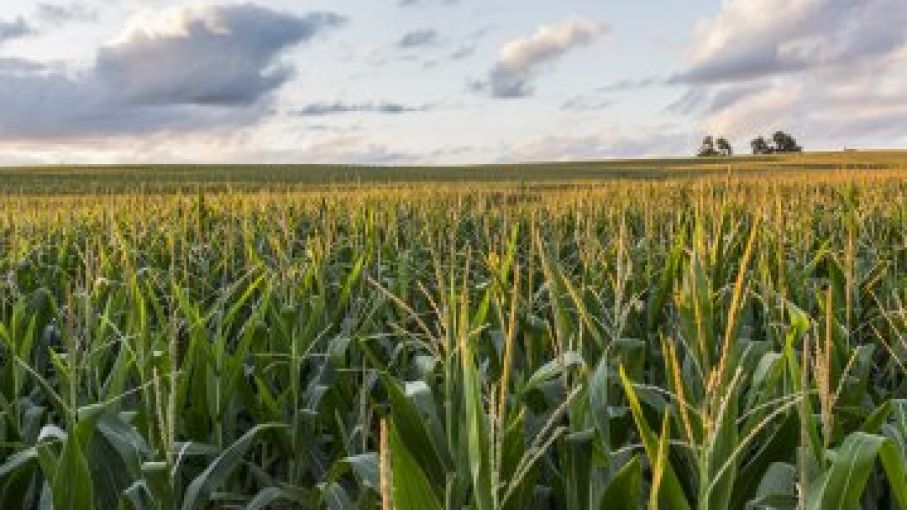 Factores que se esperan que impulsen el mercado del maíz en 2022
