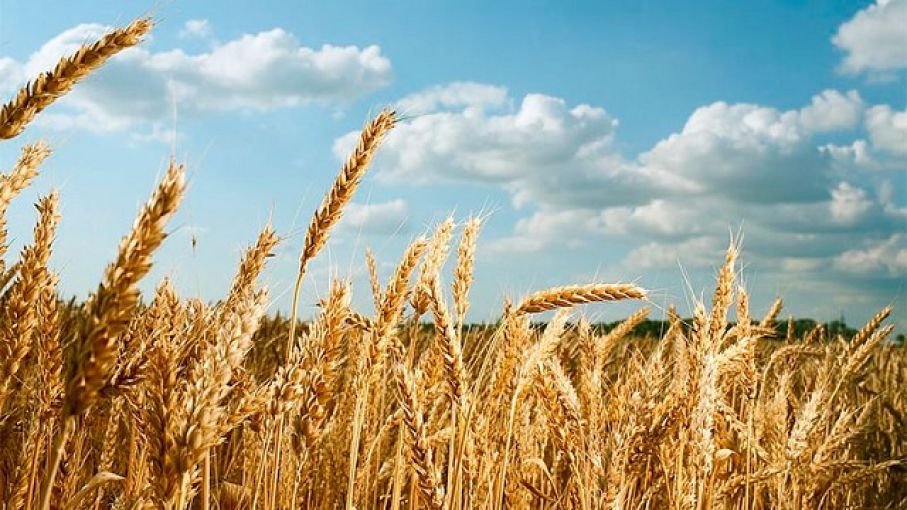 Con 2,7 millones de toneladas, ya es récord el trigo comercializado con precio a fijar