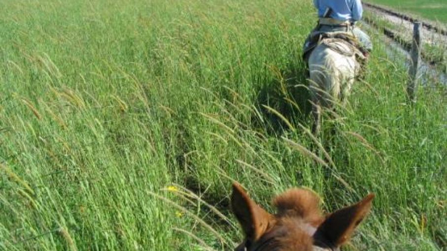 Acuerdan promover pasturas megatérmicas