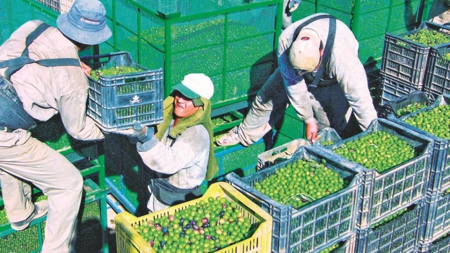 Llegarán a La Rioja 4.000 cosecheros más que en 2020