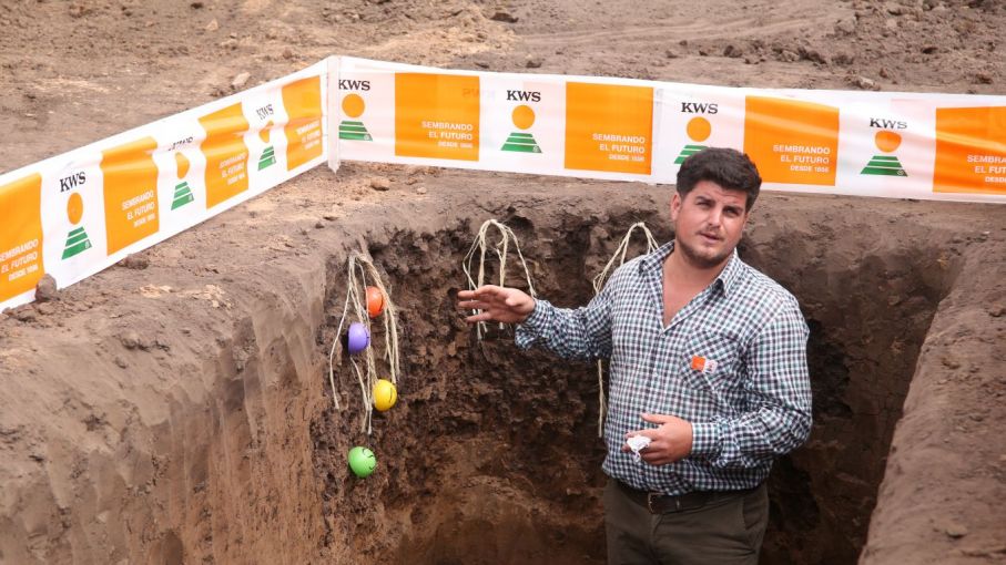 ¿Cómo armar una estrategia de fertilización de maíz en fecha tardía y en un año Niña?
