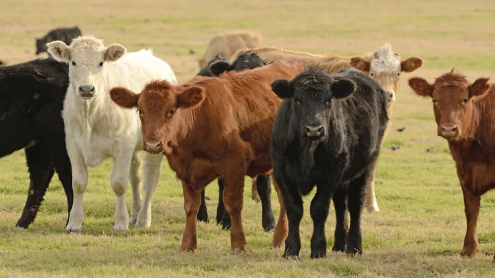 Cae el stock bovino pero crece la eficiencia en los campos argentinos