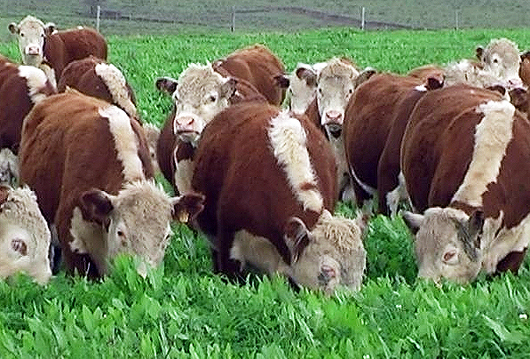 Panorama del mundo de las carnes