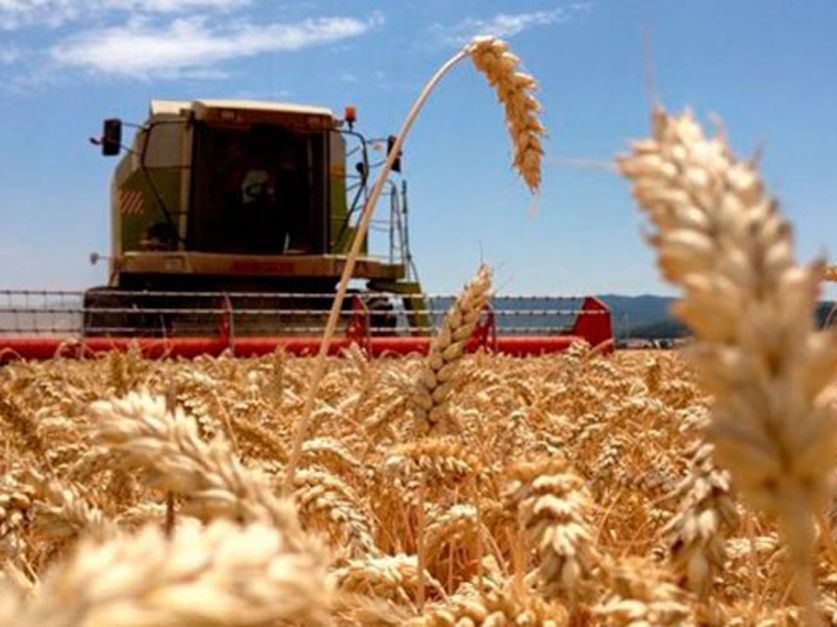 Se acerca el final de la cosecha de trigo con rindes dispares en el centro y norte de Santa Fe