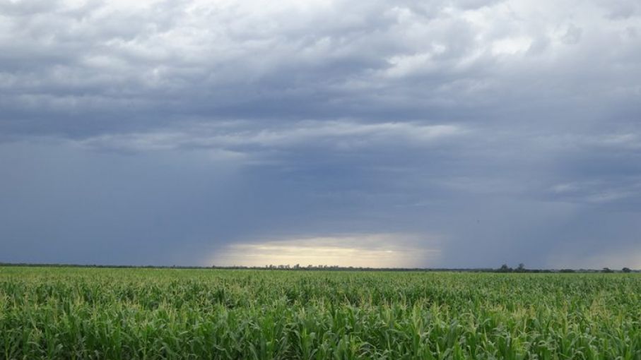 Cómo impactarán las próximas lluvias en el agro