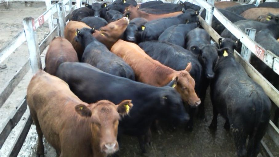 Solmi remarcó la necesidad de incrementar el stock bovino y faenar animales más pesados