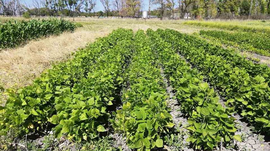 Realizan ensayos para cultivar porotos y alimentar ganado en el Valle Inferior de Río Negro