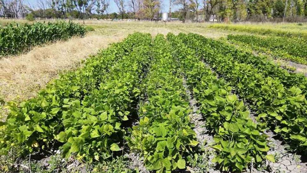 Realizan ensayos para cultivar porotos y alimentar ganado en el Valle Inferior de Ro Negro