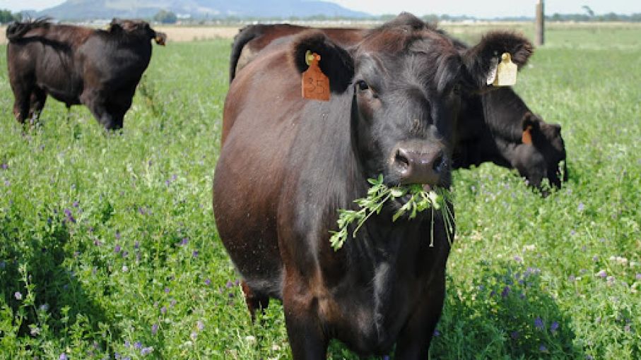 Pautas para optimizar el manejo del pastoreo de la alfalfa