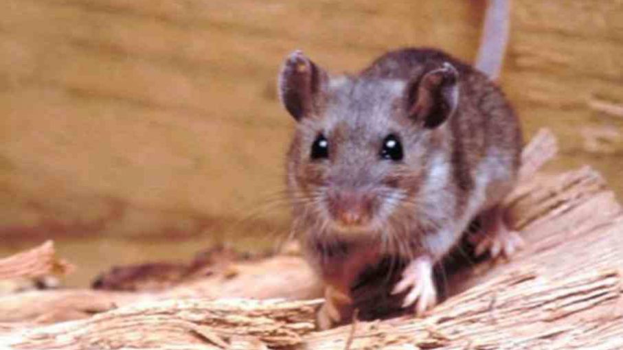 Colegio de Veterinarios bonaerense pide reforzar cuidados por hantavirus